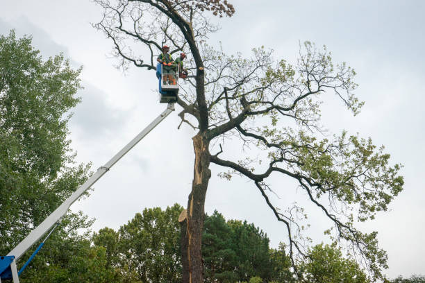 Why Choose Our Tree Removal Services in Martinez, CA?