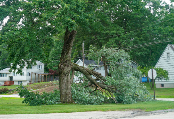 Professional  Tree Services in Martinez, CA